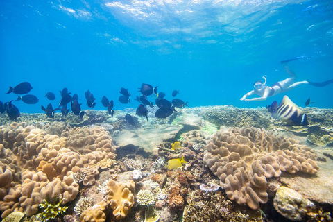Outer Reef Pontoon Experience From Cairns - Tourism Canberra 4