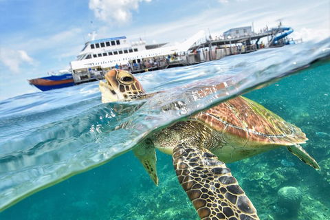 Outer Reef Pontoon Experience From Cairns - Tourism Canberra 5