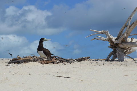 Seastar Luxury Outer Great Barrier Reef Island And Reef Tour From Cairns - Tourism Canberra 1