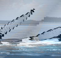 Hervey Bay Whale Watching Cruise - Tourism Canberra