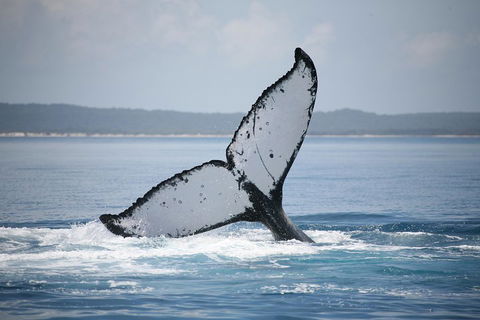 Hervey Bay Whale Watching Cruise - Tourism Canberra 0