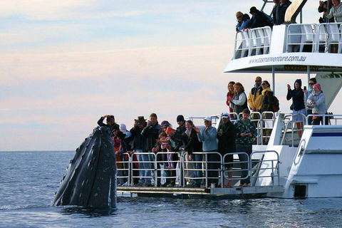 Hervey Bay Whale Watching Cruise - Tourism Canberra 1