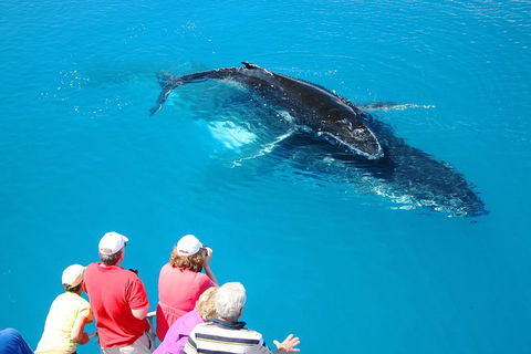 Hervey Bay Whale Watching Cruise - Tourism Canberra 2