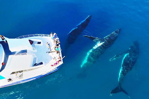 Hervey Bay Whale Watching Cruise - Tourism Canberra 3
