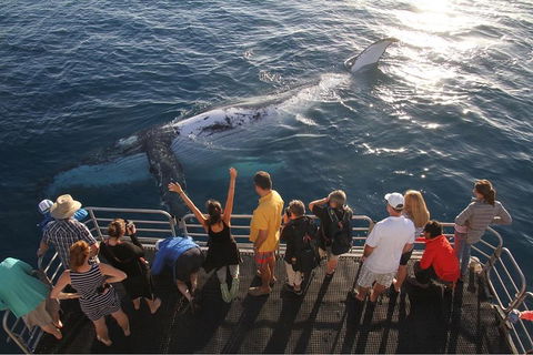 Hervey Bay Whale Watching Cruise - Tourism Canberra 4