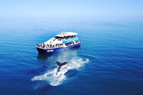 Hervey Bay Whale Watching Cruise - Tourism Canberra 5