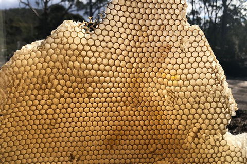 Bruny Island Day Tour, Includes Lunch And Exclusive Lighthouse Tour - Tourism Canberra 1