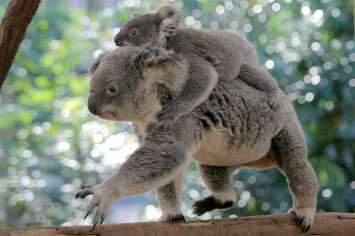 Brisbane QLD Tourism Canberra