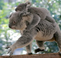 Lone Pine Koala Sanctuary Admission with Brisbane River Cruise - Tourism Canberra