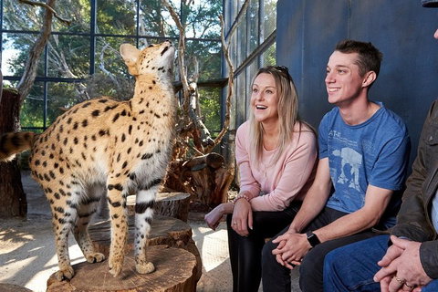 African Cat Encounter At Werribee Open Range Zoo - Tourism Canberra 0