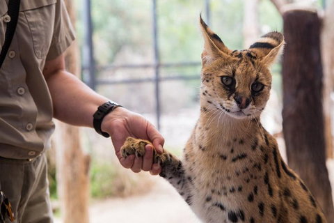 African Cat Encounter At Werribee Open Range Zoo - Tourism Canberra 1