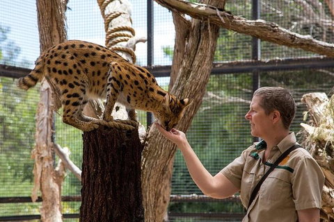 African Cat Encounter At Werribee Open Range Zoo - Tourism Canberra 2