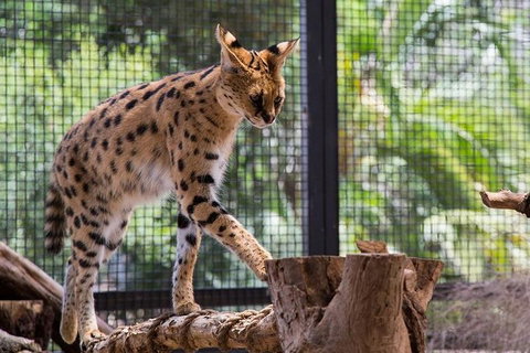 African Cat Encounter At Werribee Open Range Zoo - Tourism Canberra 3