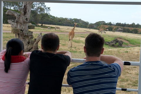 Off-Road Safari At Werribee Open Range Zoo - Tourism Canberra 4