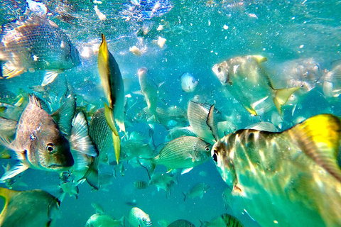 Moreton Island Day Trip (Kayak, Snorkel & Sandboard) Frm Brisbane Or Gold Coast - Tourism Canberra 1