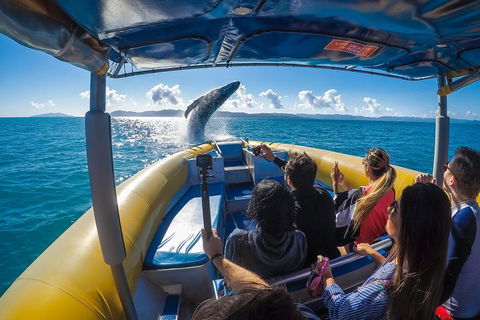 Ocean Rafting Tour To Whitehaven Beach, Hill Inlet Lookout & Top Snorkel Spots - Tourism Canberra 4