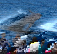 Tangalooma Island Resort Whale Watching Day Cruise - Tourism Canberra