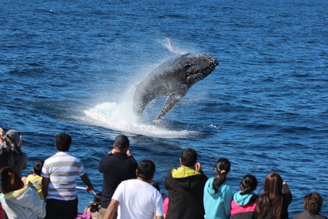 Tangalooma Island Resort Whale Watching Day Cruise With Dolphin Viewing - Tourism Canberra 1