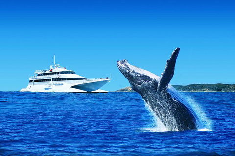 Tangalooma Island Resort Whale Watching Day Cruise With Dolphin Viewing - Tourism Canberra 2