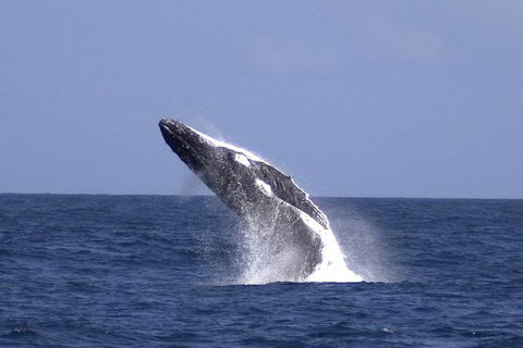 Tangalooma Island Resort Whale Watching Day Cruise With Dolphin Viewing - Tourism Canberra 4