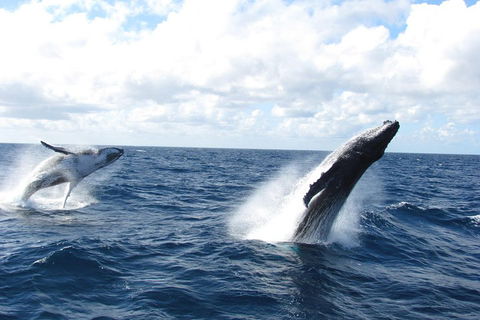 Tangalooma Island Resort Whale Watching Day Cruise With Dolphin Feeding - Tourism Canberra 1