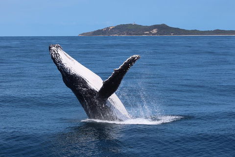 Tangalooma Island Resort Whale Watching Day Cruise With Dolphin Feeding - Tourism Canberra 3
