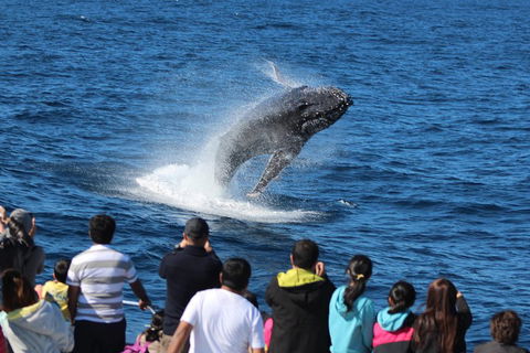 Tangalooma Island Resort Whale Watching Day Cruise With Dolphin Feeding - Tourism Canberra 5