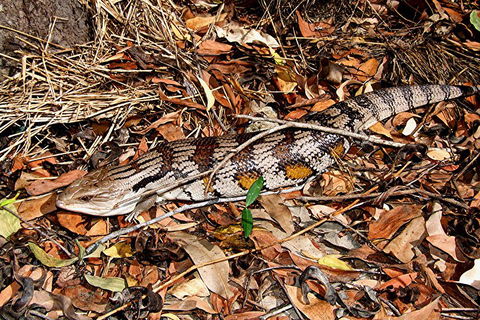 Hartley's Crocodile Adventures General Entry Ticket - Tourism Canberra 5