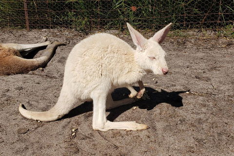 Very Best Of Perth Tour - Wildlife Park & City Highlights Tour - Tourism Canberra 3
