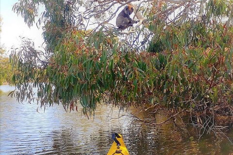 Kangaroo Island Self-Guided Kayaking On The Harriet River - Tourism Canberra 4