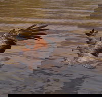 Litchfield and Jumping Crocodiles Full Day Trip from Darwin - Tourism Canberra