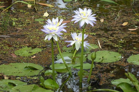 Yellow Water Cruise - Kakadu - Tourism Canberra 0