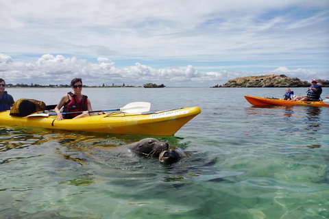 Seal Island And Penguin Island Or Point Peron Sea Kayak Tour - Tourism Canberra 0