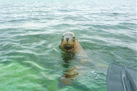 Seal Island And Penguin Island Or Point Peron Sea Kayak Tour - Tourism Canberra 1