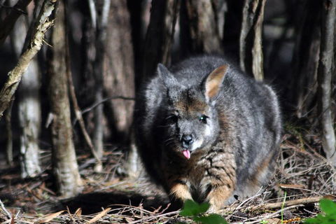 Small-Group Kangaroo Island 4WD Night Tour - Tourism Canberra 1