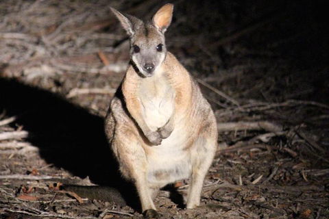 Small-Group Kangaroo Island 4WD Night Tour - Tourism Canberra 3