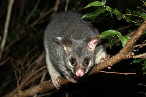 Small-Group Kangaroo Island 4WD Night Tour - Tourism Canberra 5
