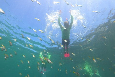 Manly Snorkel Trip And Nature Walk With Local Guide - Tourism Canberra 0