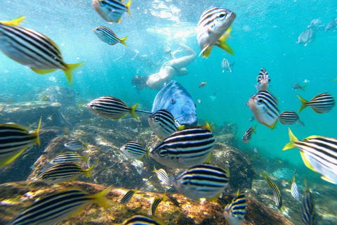 Manly Snorkel Trip And Nature Walk With Local Guide - Tourism Canberra 2