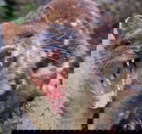 After Dark Tasmanian Devil Feeding Tour at Cradle Mountain - Tourism Canberra