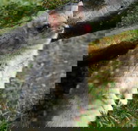 1-Hour Tasmanian Devil Feeding Day Tour at Cradle Mountain - Tourism Canberra