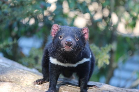 1-Hour Tasmanian Devil Feeding Day Tour At Cradle Mountain - Tourism Canberra 1