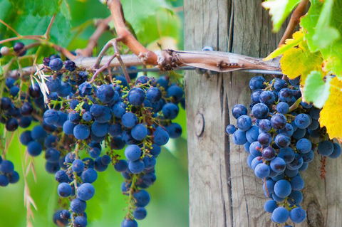 Yarra Valley, Dandenong Ranges Inc. Lunch With Wine,plus Morning Tea,chocolate - Tourism Canberra 0