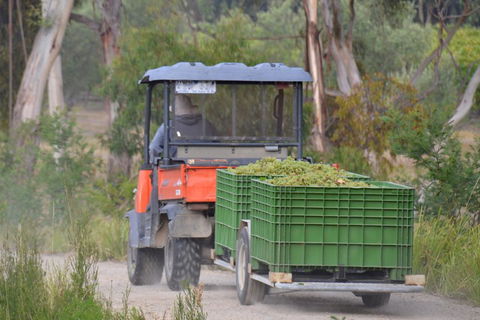 Yarra Valley Private Car Winery Tour And Chocolate.1-7 Passengers One Car Price - Tourism Canberra 1