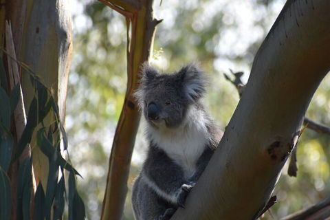 Healesville Sanctuary And Phillip Island Wildlife Bus Tour - Tourism Canberra 0