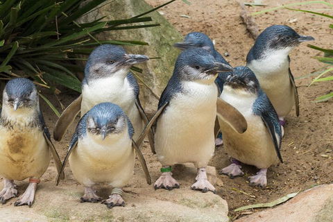 Healesville Sanctuary And Phillip Island Wildlife Bus Tour - Tourism Canberra 2
