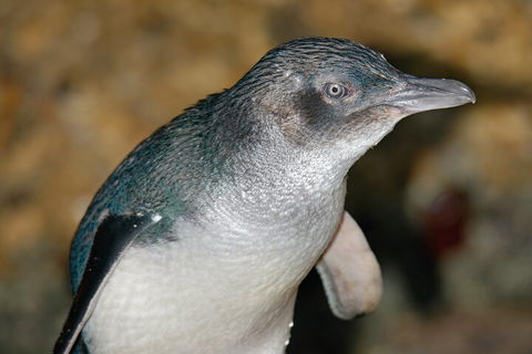 Healesville Sanctuary And Phillip Island Wildlife Bus Tour - Tourism Canberra 4