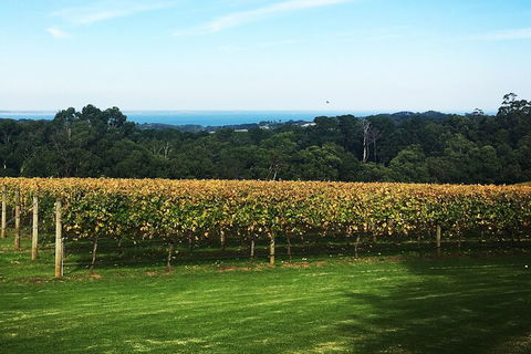 Yarra Valley Wine Tour Inc Lunch With A Glass Of Wine, Tastings And Chocolate - Tourism Canberra 2