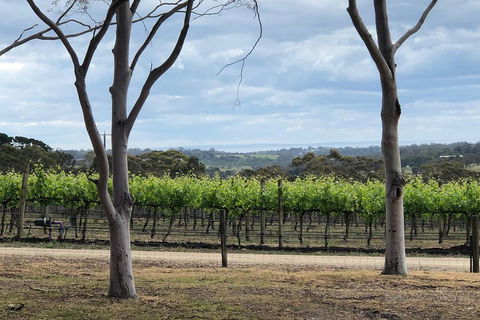 Yarra Valley Wine Tour Inc Lunch With A Glass Of Wine, Tastings And Chocolate - Tourism Canberra 3