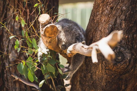 Phillip Island Medium Size Group Tour - Tourism Canberra 1